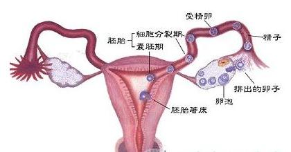 检查和预测女性的排卵日